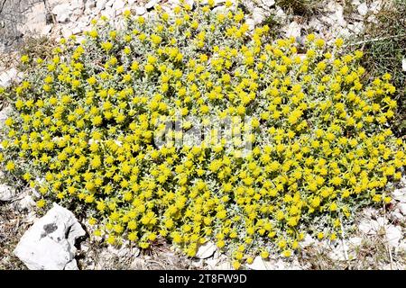 Felty germander (Teucrium polium aureum) est un sous-arbuste originaire du bassin méditerranéen. Cette photo a été prise à Els Port, Tarragone, Catalogne, Espagne. Banque D'Images