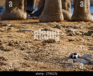 Le Pluvier à ailes de fer Vanella spinosus à son nid précaire par un trou d'eau occupé visité par des éléphants et d'autres animaux - Parc national de Tsavo Kenya Banque D'Images