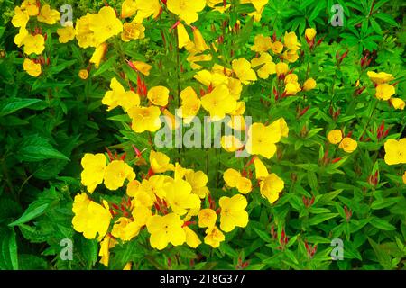 Oenothera Biennis (Primrose du soir commune) étoile du soir. Banque D'Images