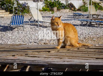 Chat gingembre sur une jetée à Corfou dans les îles Ioniennes Grèce Banque D'Images
