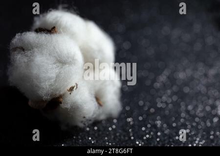 Fleur de fibre de coton gros plan sur fond noir pailleté, macro soft focus Banque D'Images