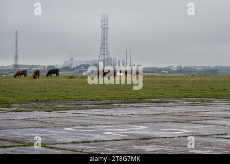 Le bétail paisse sur l'aérodrome désaffecté de la RAF à Davidstow sur Bodmin Moor en Cornouailles. Banque D'Images