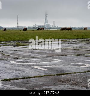 Le bétail paisse sur l'aérodrome désaffecté de la RAF à Davidstow sur Bodmin Moor en Cornouailles. Banque D'Images