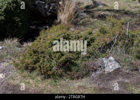 Genévrier commun, Juniperus communis subsp. alpina. Photo prise à la Pedriza, Parc National des montagnes Guadarrama, Madrid, Espagne. Banque D'Images