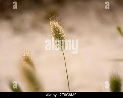 une fleur de plante de queue de lapin dans le sable Banque D'Images