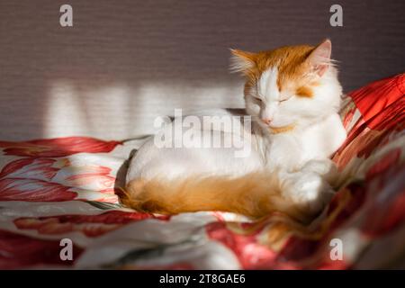 chat domestique repose sur du lin pastel rouge. chat allongé sur le lit. chat se prélasse au soleil Banque D'Images