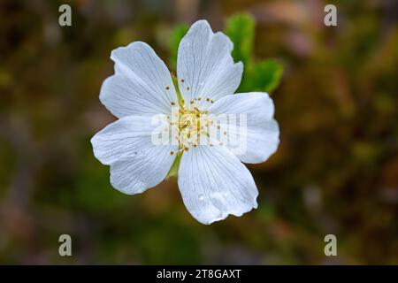 CLOUDBERRY / baies nordiques / apple de cuisson / nouberry (Rubus chamaemorus / chamaemorus anglica) en fleur en été, originaire de la toundra alpine et arctique Banque D'Images
