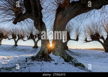 Soleil brillant à travers l'arbre de chaux européen fendu, frappé par la foudre et rangée de limes communes élaguées / tilleuls communs dans le champ couvert de neige en hiver Banque D'Images