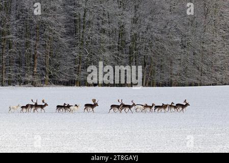 Troupeau de cerfs de jachère (Dama Dama) marchant devant un stand surélevé / chasse aveugle / Deerstand dans un champ couvert de neige à la lisière de la forêt en hiver Banque D'Images