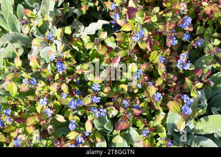 Plumbago chinois (ceratostigma willmottianum) fleurs en fleurs Banque D'Images