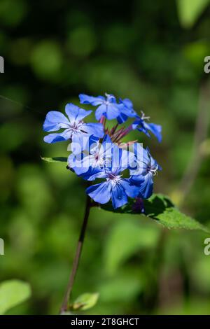 Gros plan de fleurs de plumbago chinois (ceratostigma willmottianum) en fleurs Banque D'Images