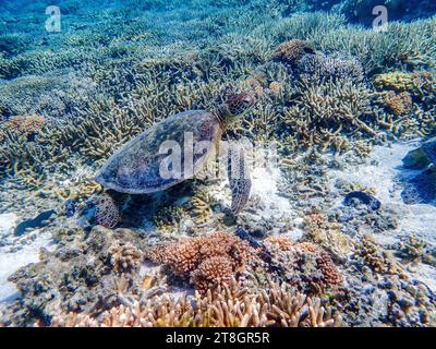 Green Turtle nageant sur l'île Lady Elliott dans la Grande Barrière de Corail Australie Banque D'Images