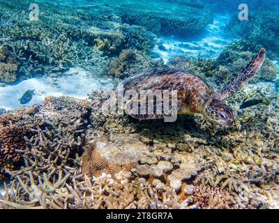 Green Turtle nageant sur l'île Lady Elliott dans la Grande Barrière de Corail Australie Banque D'Images
