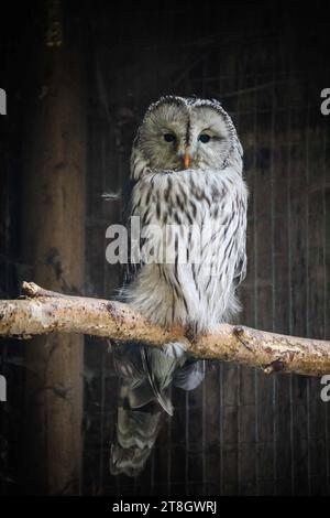 12.11.2023, Poing, GER, Unterwegs in Deutschland, Fototermin, Themenbild, Verschiedene Themenbilder, Symbolbild, Tiere, im Bild Habichtskauz, Kauz, er Habichtskauz oder Uralkauz Strix uralensis ist eine große Eule aus der Gattung Strix innerhalb der Familie der Eigentlichen Eulen Strigidae. Er ähnelt dem Waldkauz Strix aluco, ist aber kontratreicher gefärbt, bedeutend größer und oft mehr als doppelt so schwer wie dieser. DAS geschlossene Verbreitungsgebiet der Art liegt im borealen Waldgürtel der Paläarktis und reicht ostwärts bis Korea und Japan. Zusätzlich bestehen Reliktvorkommen in den Ka Banque D'Images