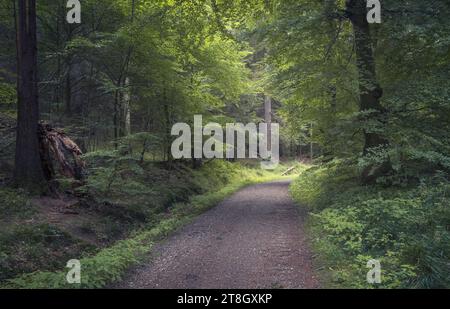 Belle forêt dans la région de Rebild Bakker dans le Jutland, Danemark Banque D'Images