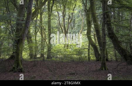 Belle forêt dans la région de Rebild Bakker dans le Jutland, Danemark Banque D'Images