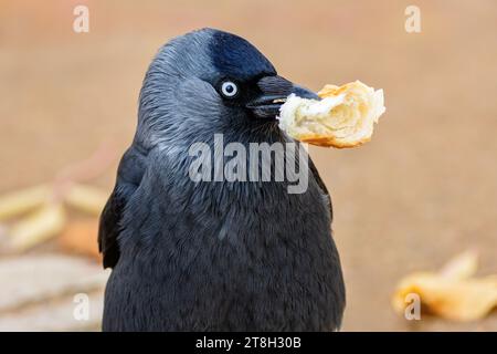 Image rapprochée du jackdaw eurasien, un oiseau noir et gris aux yeux bleus, tenant un morceau de rouleau dans son bec. Fond orange. Banque D'Images