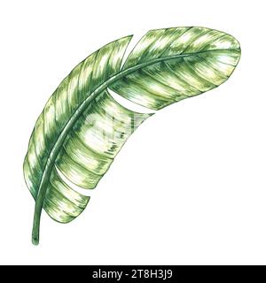 Aquarelle des feuilles de bananier tropicales sur blanc. Feuille de palmier banane dessinée sur blanc pour la conception de logo, emballage, cartes, invitations, menus et restaurants Banque D'Images