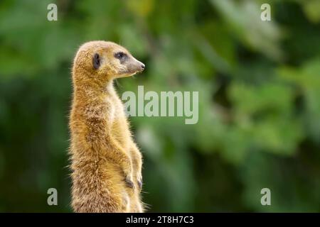 Un mignon surikat debout devant des buissons verts en Namibie. Banque D'Images