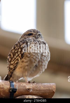 Petit hibou brun aux longues pattes et au visage blanc distinctif, le hibou terrier est bien adapté à son habitat désertique. Il passe la majeure partie de sa journée und Banque D'Images