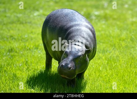 hippotame pygmée sur herbe verte Banque D'Images