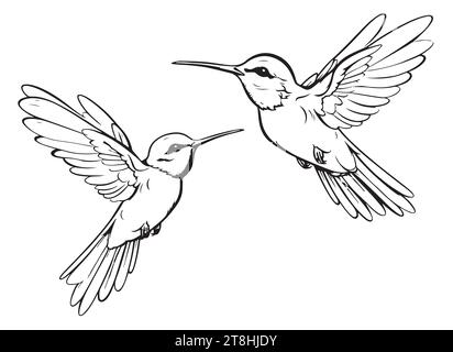 Oiseaux à bourdonnement dessinés à la main isolés sur blanc. Ensemble de colibris volants monochromes. Vol colibri vue avant et latérale. Esquisse vectorielle. Illustration de Vecteur