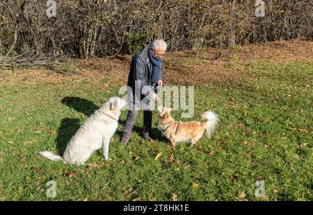 L'homme aîné nourrit les chiens sur la pelouse. Banque D'Images