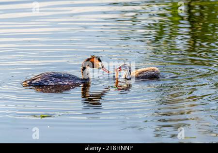 Mère Grebe (Podiceps cristatus) nourrissant sa petite Loche (Cobitis taenia) dans la lumière chaude d'un lever de soleil tôt Banque D'Images