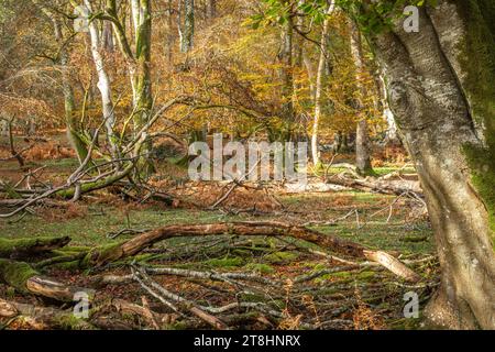 Scène boisée d'automne à Bolderwood dans le parc national de New Forest, Hampshire, Angleterre, Royaume-Uni, avec des hêtres vétérans et du bois mort Banque D'Images