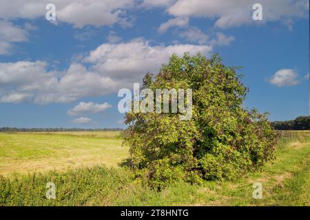 Gros plan d'un sureau, Sambucus, avec des grappes suspendues de baies mûres de couleur cramoisi dans un vaste paysage d'été dans la province néerlandaise de Drenthe Banque D'Images