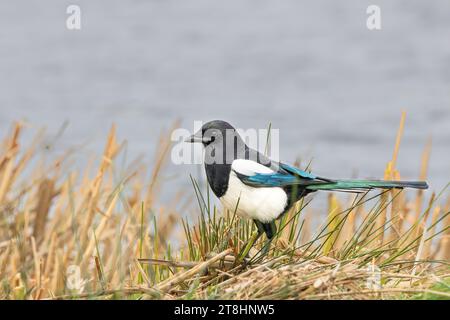Gros plan de Magpie colorée, Pica pica, avec des plumes d'aile bleu vif et des plumes de queue lumineuses vertes debout sur la rive d'un lac entre le RU coupé Banque D'Images