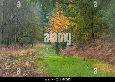 Chemin de campagne à travers les bois à Bolderwood dans le parc national de New Forest, Hampshire, Angleterre, Royaume-Uni, scène d'automne Banque D'Images