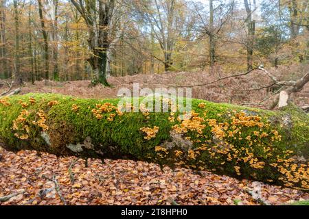 Champignons des bois en automne à Bolderwood dans le parc national de New Forest, Hampshire, Angleterre, Royaume-Uni Banque D'Images