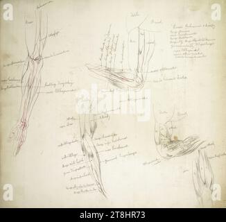 Études anatomiques, muscles du bras, carnet de croquis Hörmann Theodor von ; 27 pages paginées, Theodor von Hörmann, Imst 1840 - 1895 Graz, dessin, crayon ; plume en rouge, feuille : 22,4 cm x 24 cm Banque D'Images