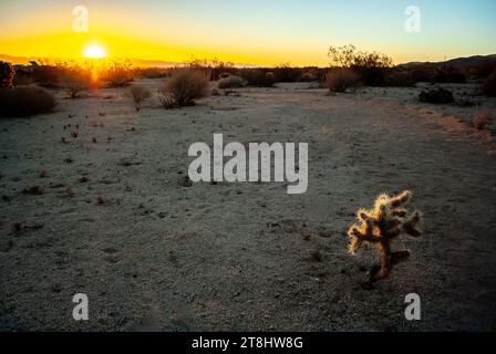 Un paysage désertique pittoresque avec des arbres de Josué silhouettés contre l'horizon au coucher du soleil Banque D'Images