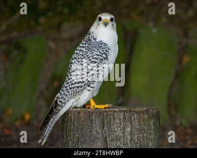 falco rusticolus assis sur une souche d'arbre dans le fond d'une forêt Banque D'Images