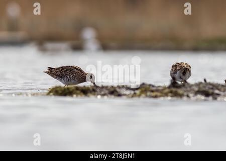 Snipe (Gallinago gallinago) cherche de la nourriture Banque D'Images