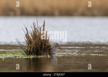 Snipe (Gallinago gallinago) cherche de la nourriture Banque D'Images