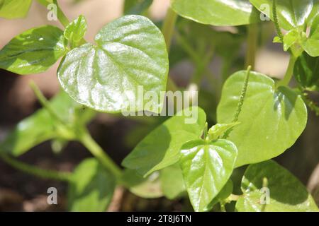 Les feuilles de bétel chinois ou feuilles de Peperomia pellucida contiennent des agents anti-cancéreux et anti-inflammatoires qui sont bons pour la santé Banque D'Images