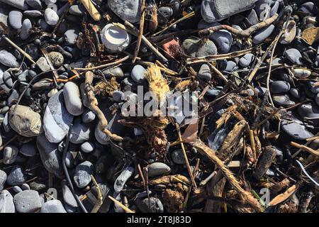 Morceaux de bois sur une plage de galets vus de près Banque D'Images