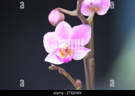 fleur d'orchidée doritis pourpre avec fond flou Banque D'Images