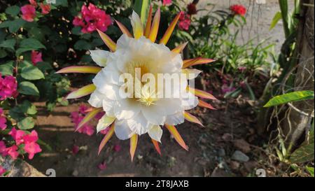 Fleurs de Selenicereus grandiflorus ou fleurs de cactus ornementales blanches Banque D'Images