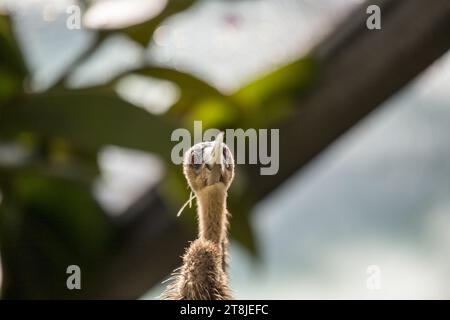 Un magnifique Anhinga, également connu sous le nom de dinde d'eau, se dresse majestueusement sur une branche, son long cou en forme de serpent et son plumage distinctif reflétant son AQ Banque D'Images