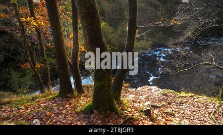 Vues à travers les bois d'automne et les arbres sur une rivière profonde dans une gorge Banque D'Images
