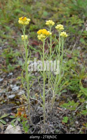 En été dans la nature, les fleurs immortelle (Helicrysum arenarium) Banque D'Images