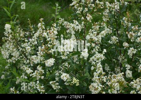 Au printemps, le privet ordinaire (ligustrum vulgare) fleurit dans la nature Banque D'Images