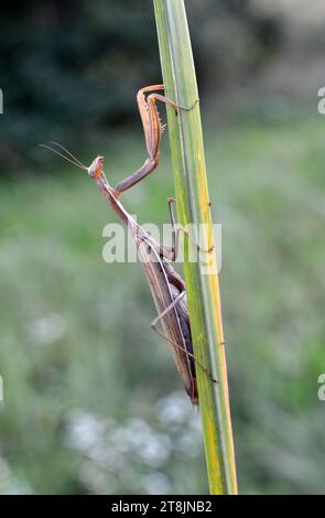 Dans la nature, gros plan de l'insecte prédateur Mantis religiosa Banque D'Images