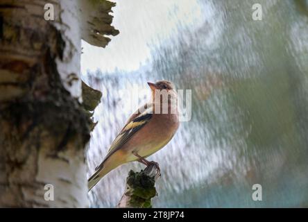 Mouchoir eurasien sur branche, finlandais sur bouleau, Fringilla coelebs Banque D'Images