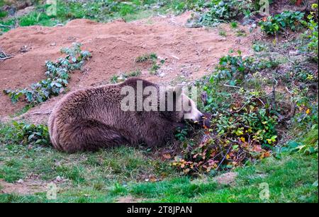 Un ours brun se repose, ours couché, Ursus arctos Banque D'Images