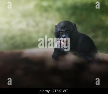 Bonobo APE réflexif (pan paniscus) Banque D'Images